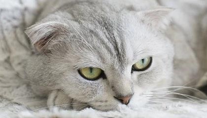 开云·Kaiyun网页版-裁判判罚标准新规引发热议，裁判判罚标准新规引发热议规定