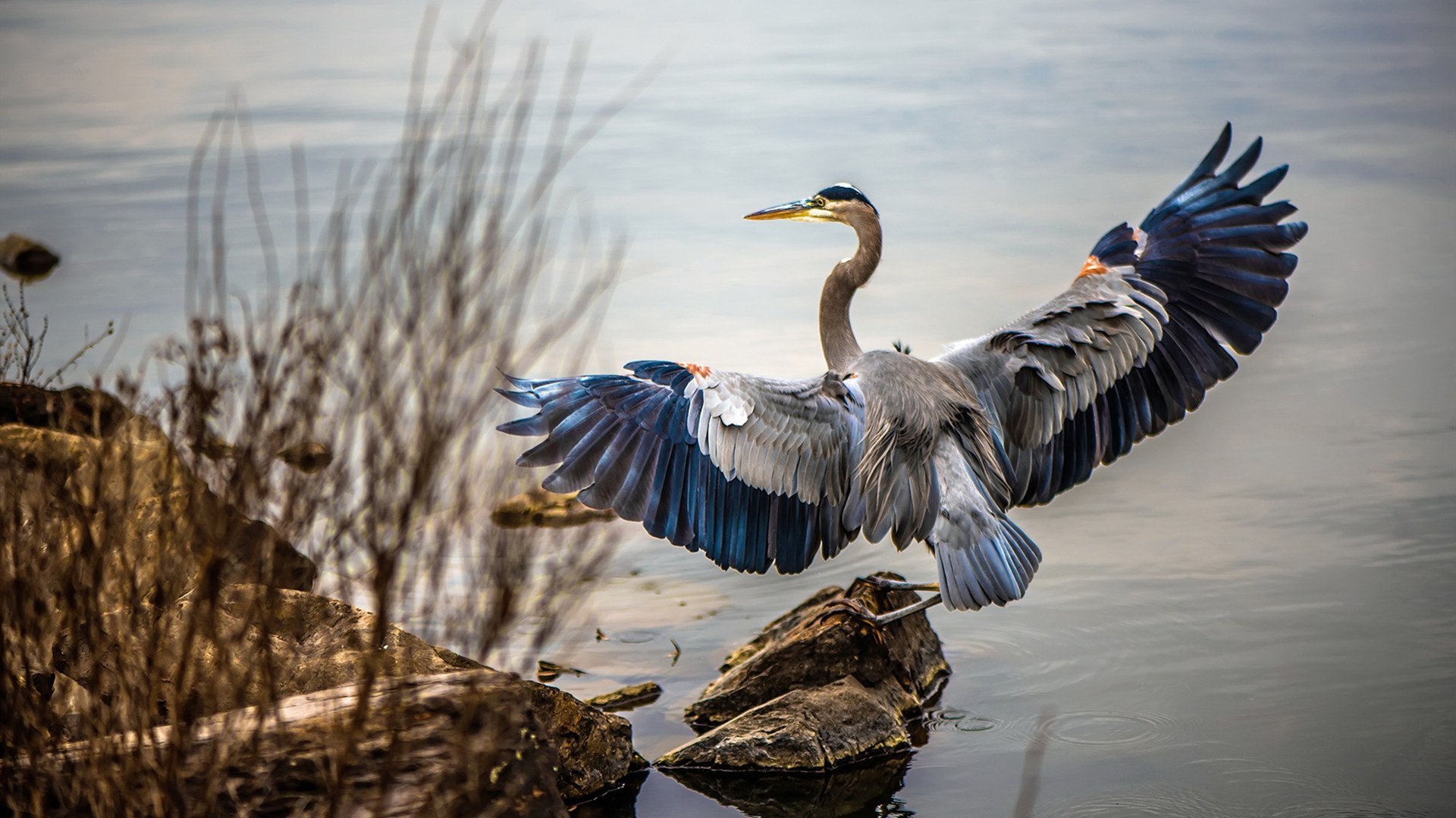 国家赛车队新赛季阵容公布，冲击世界冠军，国家赛车手排名