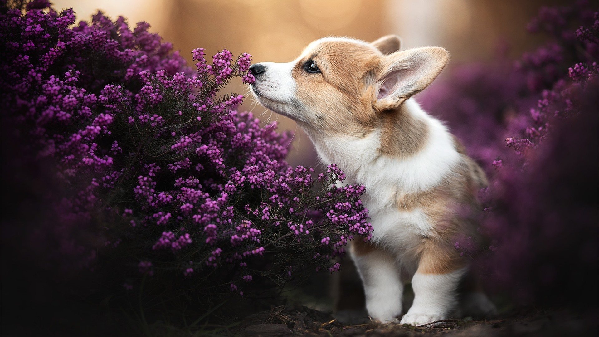 战术分析:北京队利用快速反击战术取胜!,北京队又输了