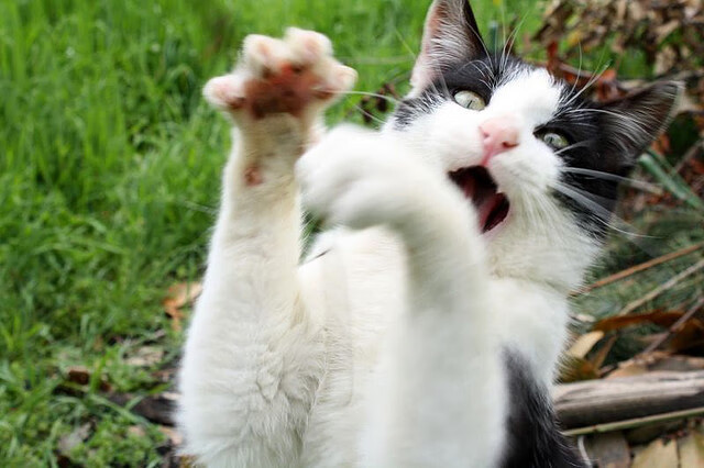 KPL选手个人荣誉榜刷新，kpl个人荣誉排名