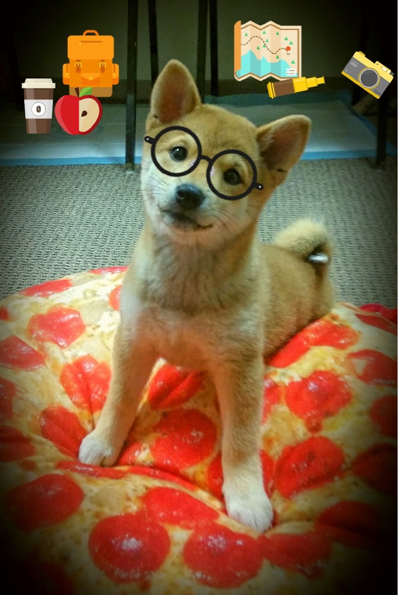 开云官网APP下载-世界体操资格赛中国包揽跳马冠亚军，体操世锦赛跳马