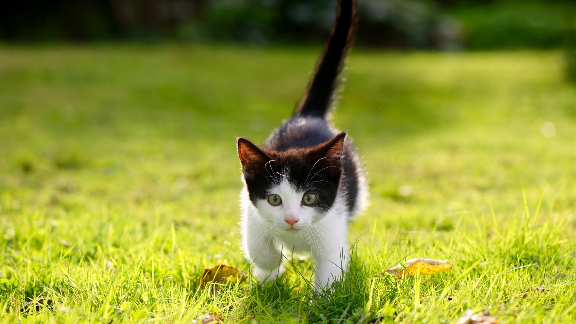 kaiyun官方入口登录-亚洲足球强队各展风采争夺亚冠荣耀，亚洲足球球队