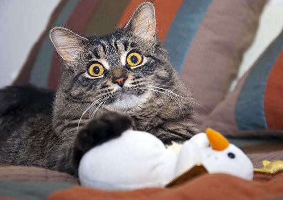 内马尔因膝伤缺席美洲杯，巴西队表现受影响，内马尔在巴西哪个俱乐部