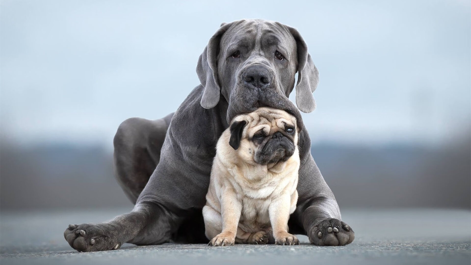 北京国安队长续约成功，北京国安队长现任