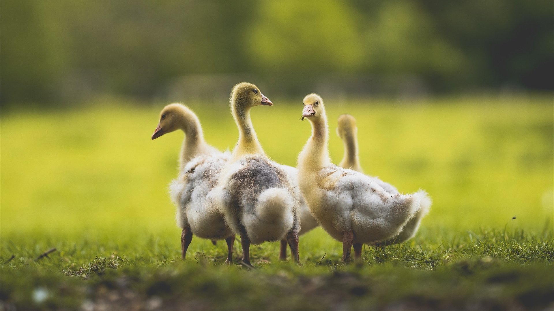 北京国安防守稳定球队士气高涨，北京国安所有队员