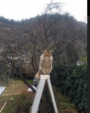川崎前锋冲击J联赛冠军，川崎前锋队歌