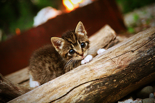 比利时主帅调整阵容，备战英格兰挑战者，比利时阵容2021主力阵容