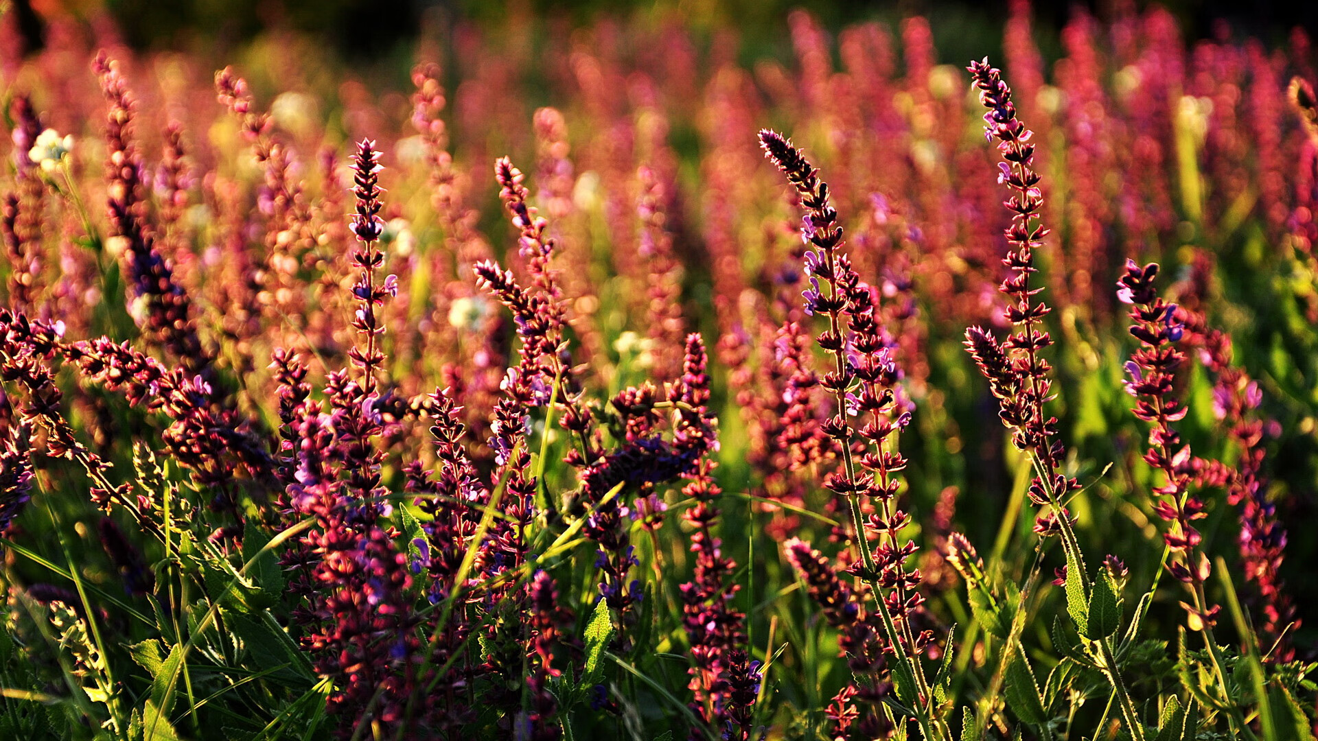 湖人球星恢复健康状态,回归赛场迎来胜利,湖人离队球员再次回归