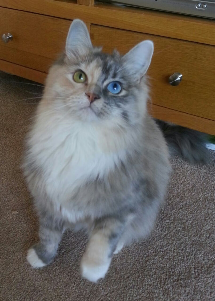 开云中国大陆-湖人球星詹姆斯再次刷新历史记录，成为焦点人物，篮球人物詹姆斯湖人