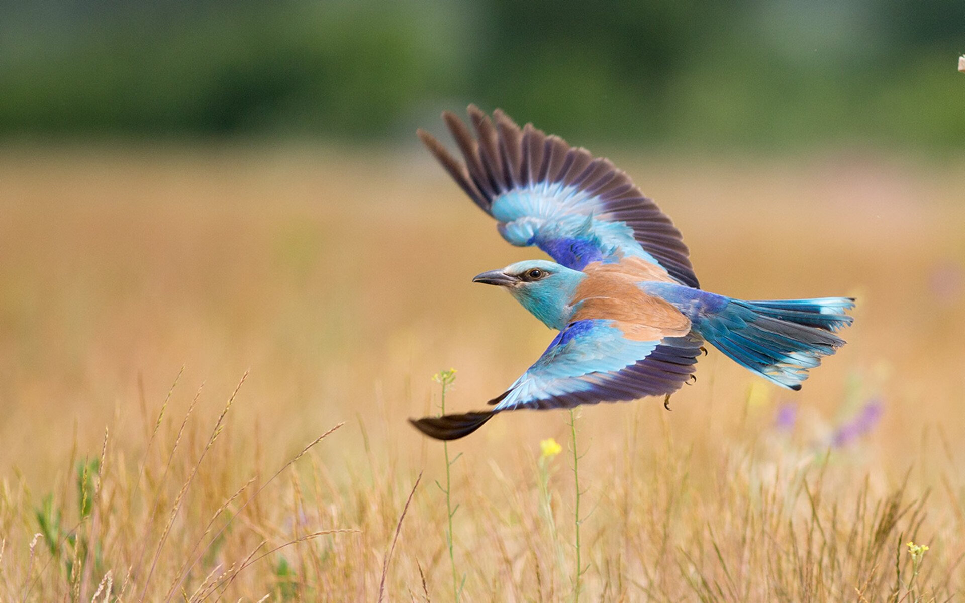 瑞士队在巴黎奥运会比赛中展现出强大的远射能力,奥运会 瑞士