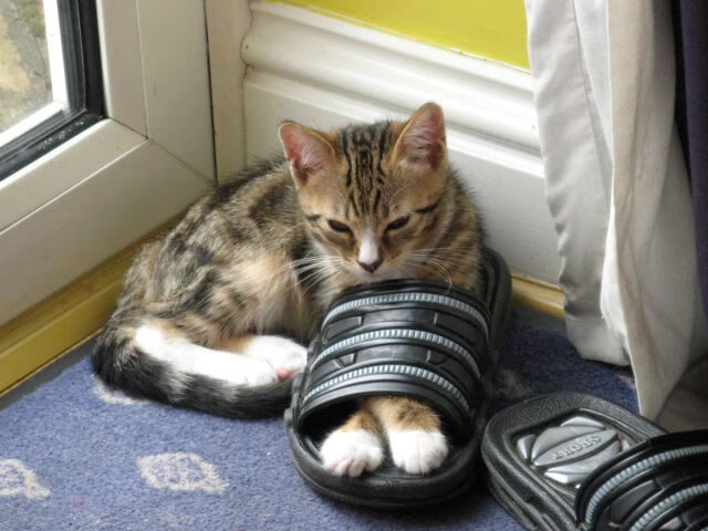 里昂欧战表现抢眼，里昂vs