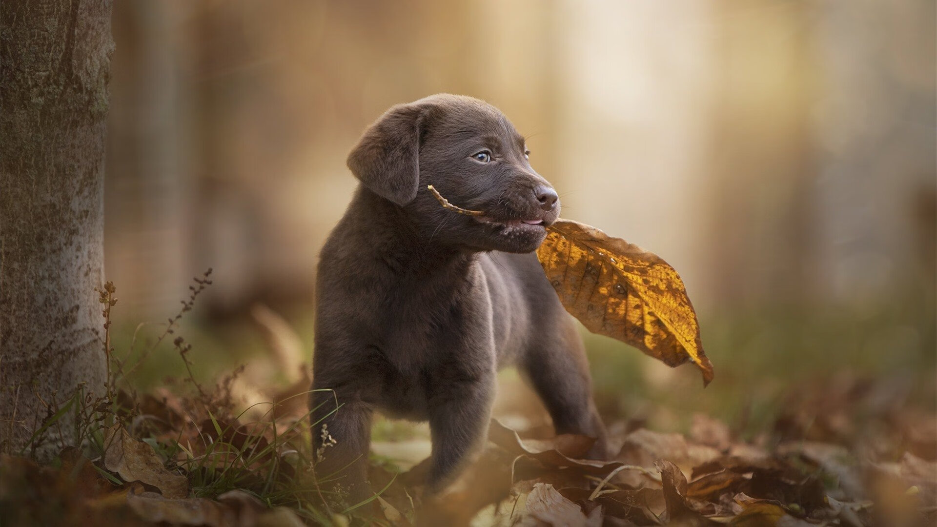 开云APP-快节奏球队如何在阵地战中维持效率，快节奏足球