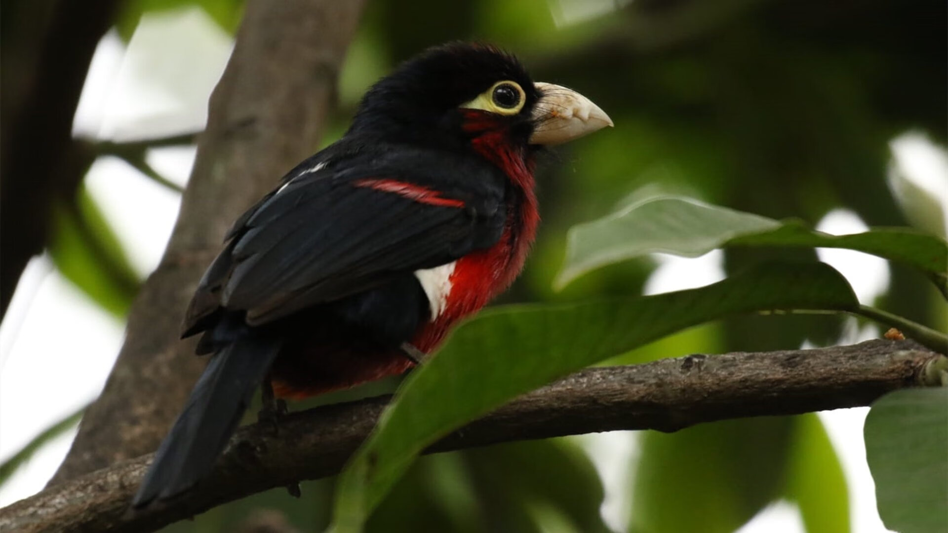 球迷期待海湾者创造冷门奇迹，海湾旅行者