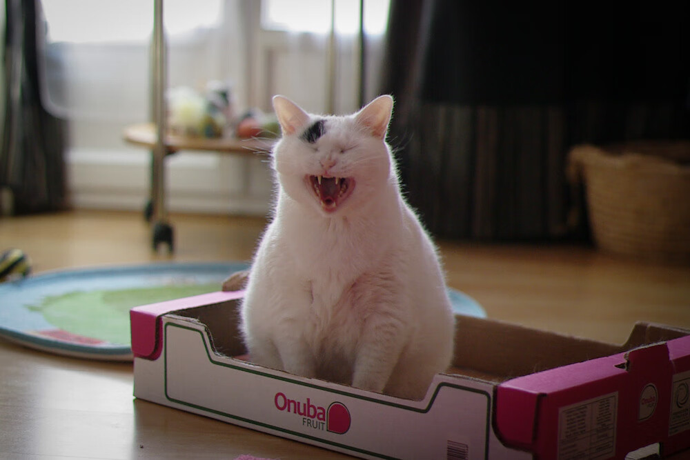 都灵中前场多点联动提升进攻效率，都灵队前锋