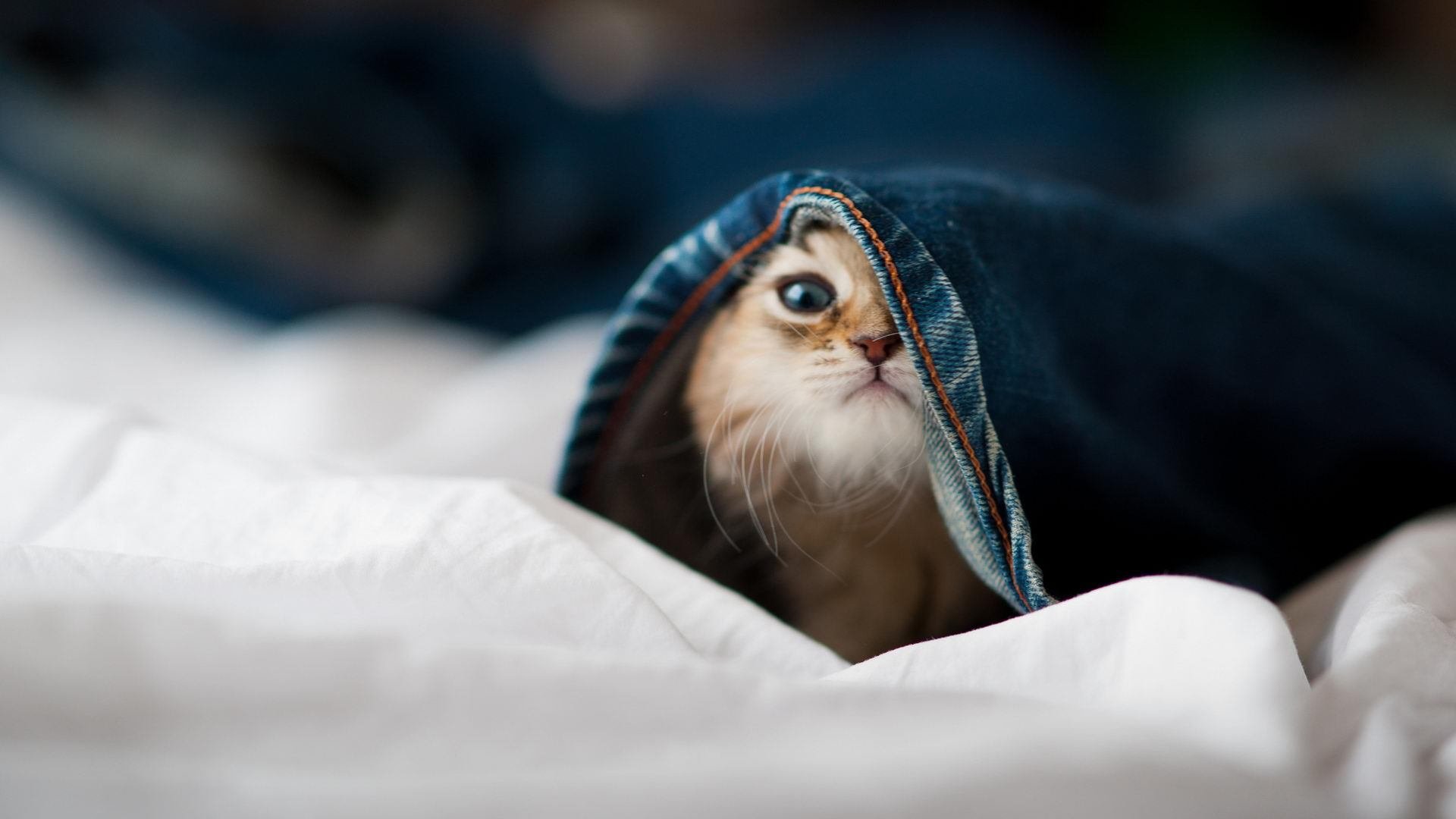 高节奏球员是否容易陷入单打陷阱，节奏高亢