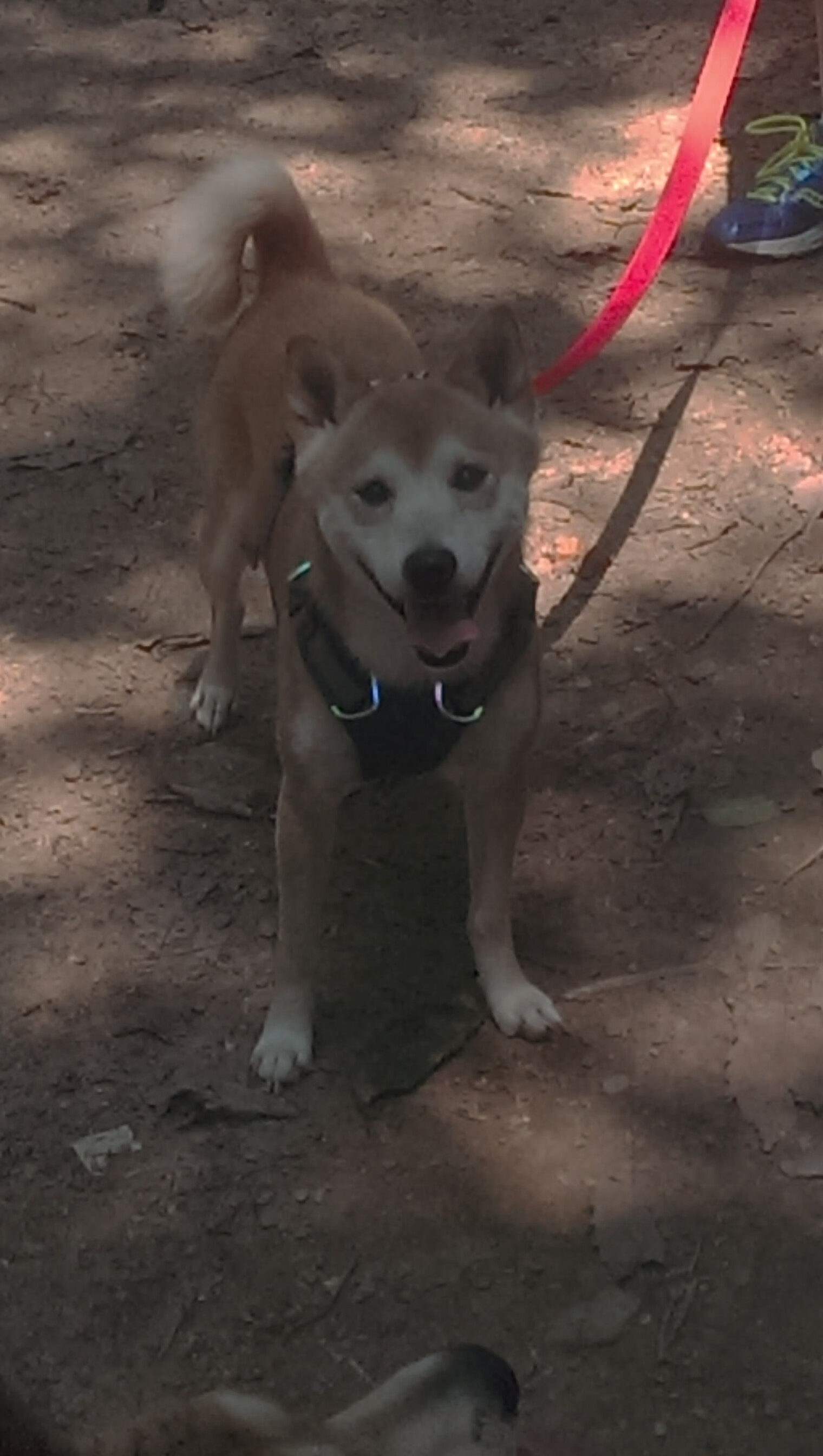 格林伍德凭借扎实的防守反应力,助袋鼠队成功防住对方进攻,格林伍德怎么样