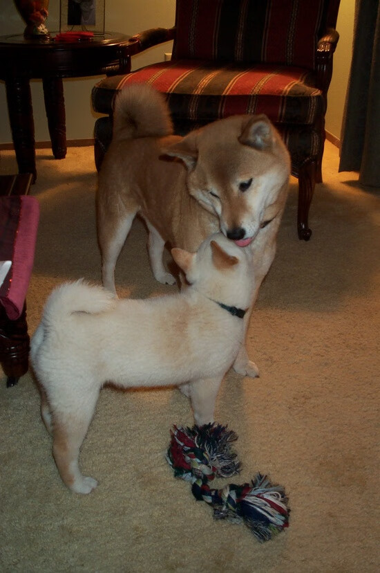 王楚钦首次尝试担任青年教练,王楚钦的主教练是谁