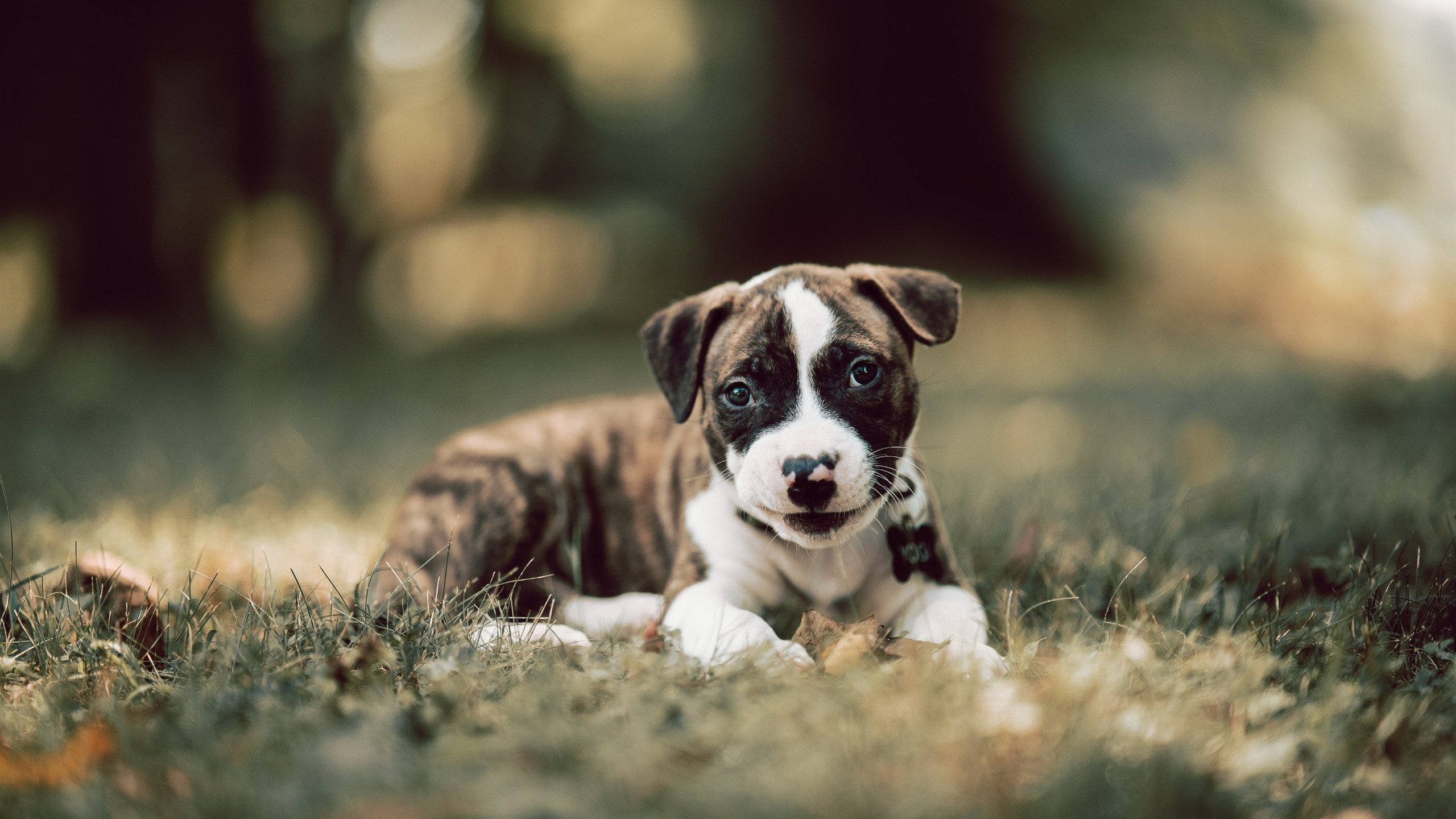 电竞赛事配套服务能力持续增强，电竞配套设施
